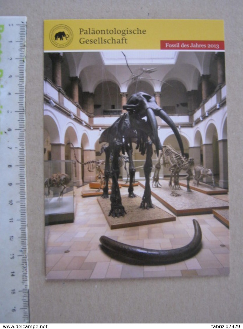 Z.06 FOSSILI POST CARD GERMANY - FOSSIL DES JAHRES 2013 - GAMPHOTHERIUM - Storia