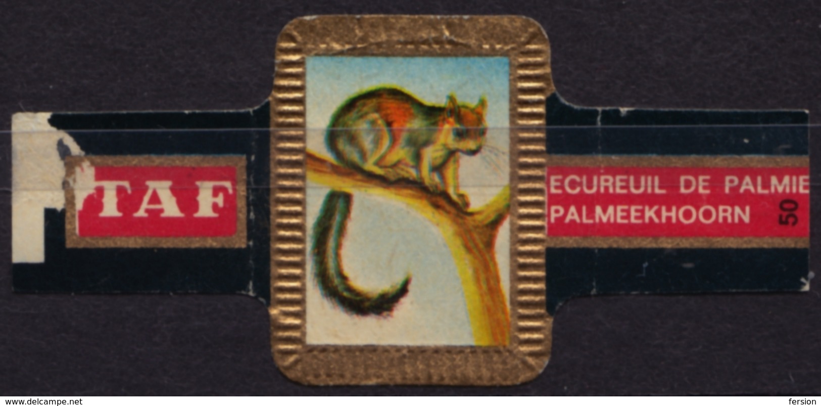 Palm Squirrel - Animal Mammals - Belgium Belgique - TAF - CIGAR CIGARS Label Vignette - Etiquetas