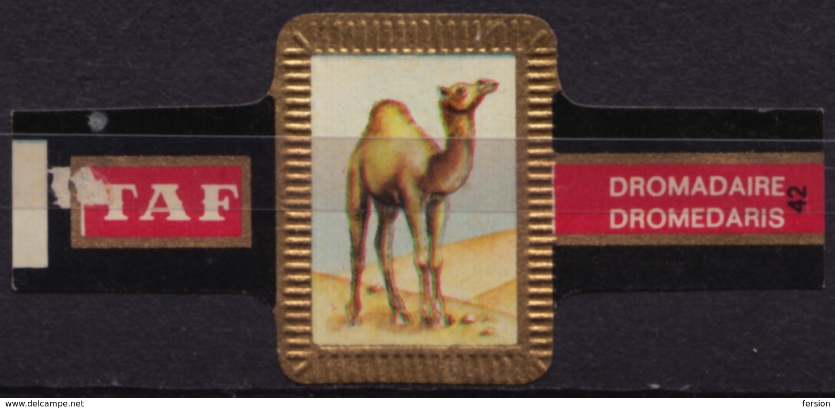 Dromadaire Dromedar Camel  - Animal Mammals - Belgium Belgique - TAF - CIGAR CIGARS Label Vignette - Etiketten