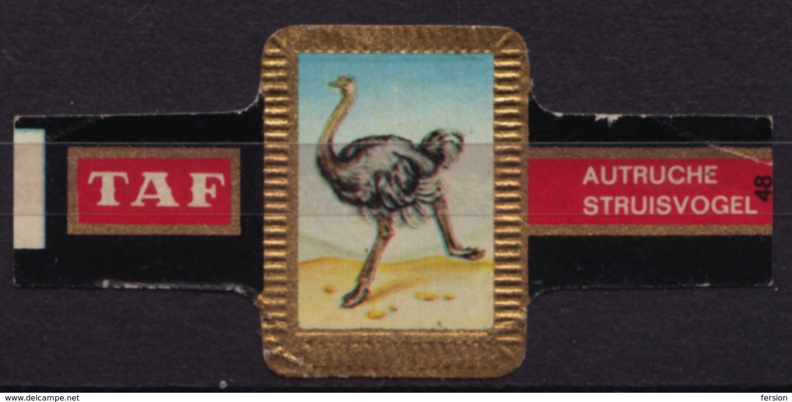 Ostrich Autruche - Bird Mammals - Belgium Belgique - TAF - CIGAR CIGARS Label Vignette - Etiquetas