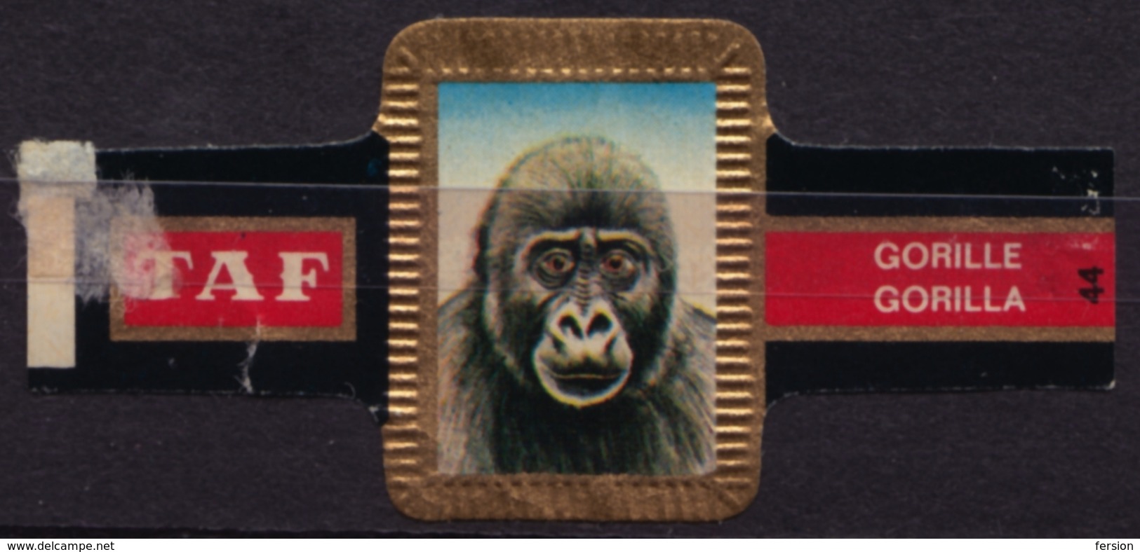 GORILLA GORILLE Monkey - Animal Mammals - Belgium Belgique - TAF - CIGAR CIGARS Label Vignette - Labels