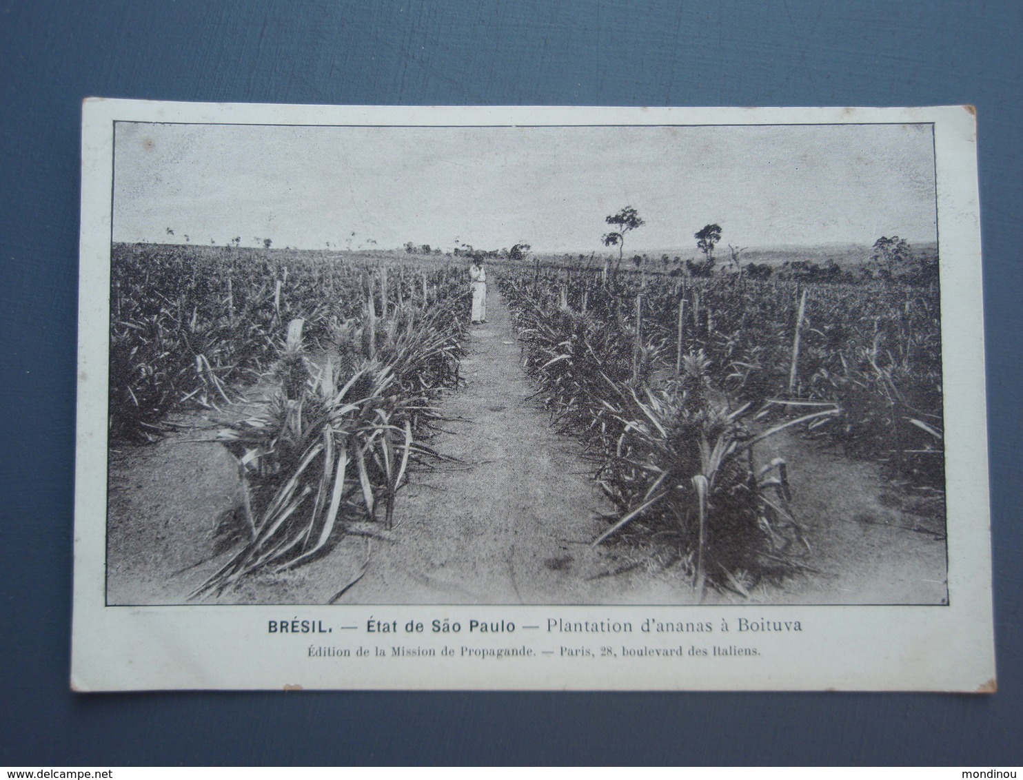 Cpa BRESIL  Etat De Säo Paulo. Plantation D'ananas à Boituva. Recto-verso. - São Paulo