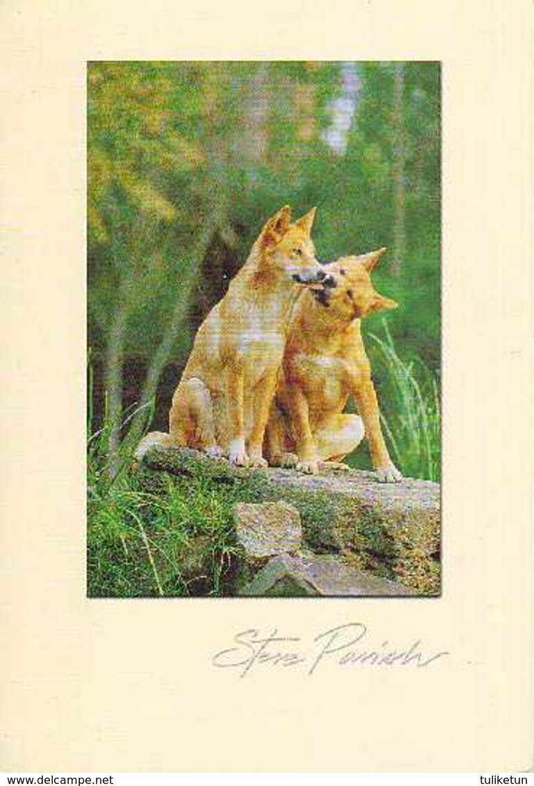 Dingo - Dingos - Wild Dogs From Australia - Dog - Chien - Cane - Hund - Hond - Perro - Dogs