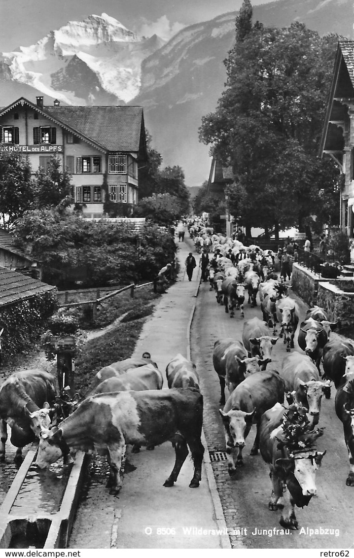 WILDERSWYL → Alpabzug, Dorfstrasse Mit Dutzenden Von Kühen, Ca.1960 - Sonstige & Ohne Zuordnung