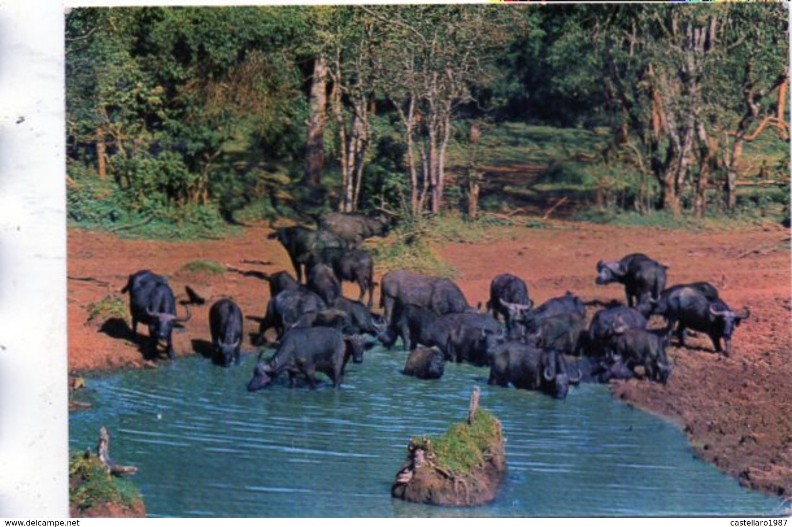 BUFFALO AT "TREETOPS" - NYERI - KENIA - Kenia