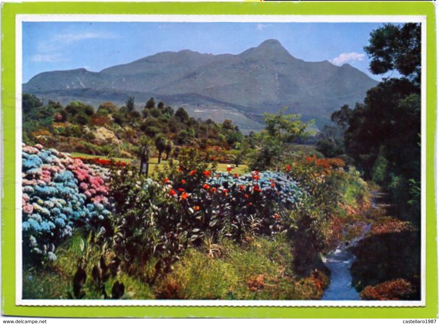 GEORGE. A Beautiful Show Of Hydrangeas In The Van Riebeek Gardens.... - Sud Africa