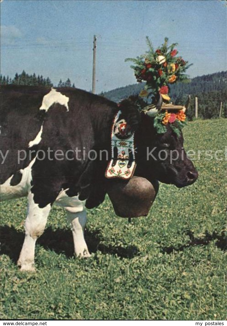 61565791 Kuehe Kuhglocke Gruyere La Reine Du Tropeau / Kuehe / - Vaches