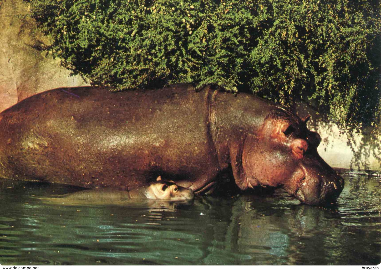 HIPPOPOTAME AMPHIBIE Avec Son Petit - Ippopotami