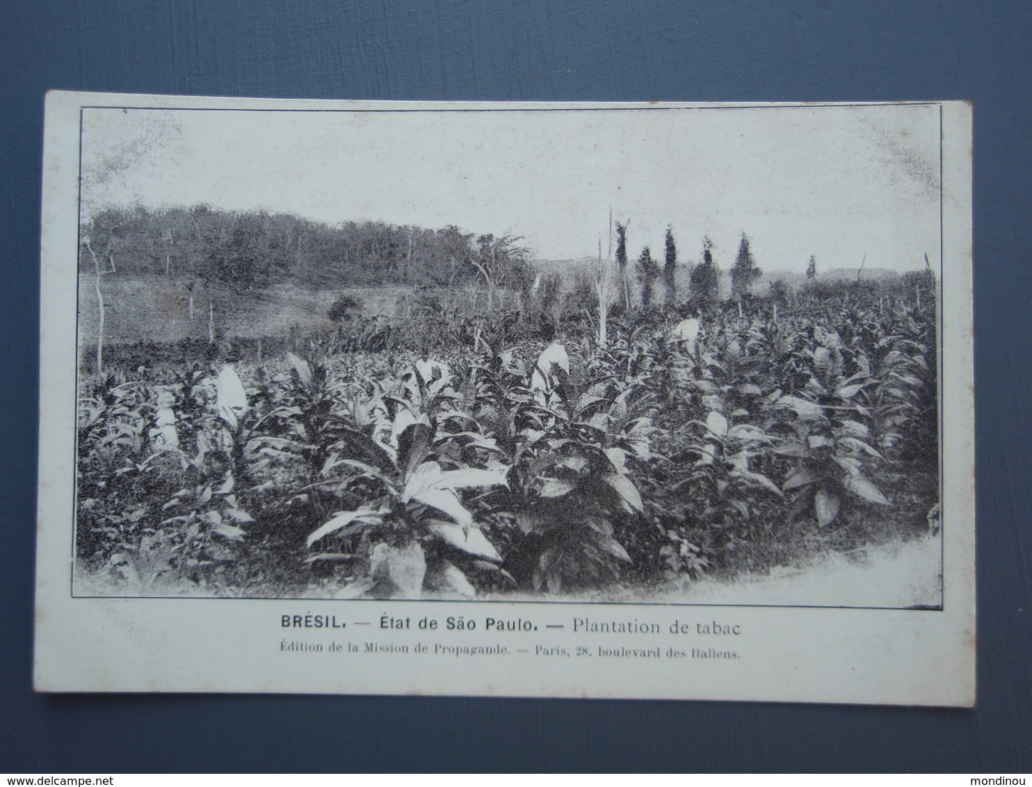 Cpa BRESIL Etat De  Säo Paulo. Plantation De Tabac. Recto-verso - São Paulo