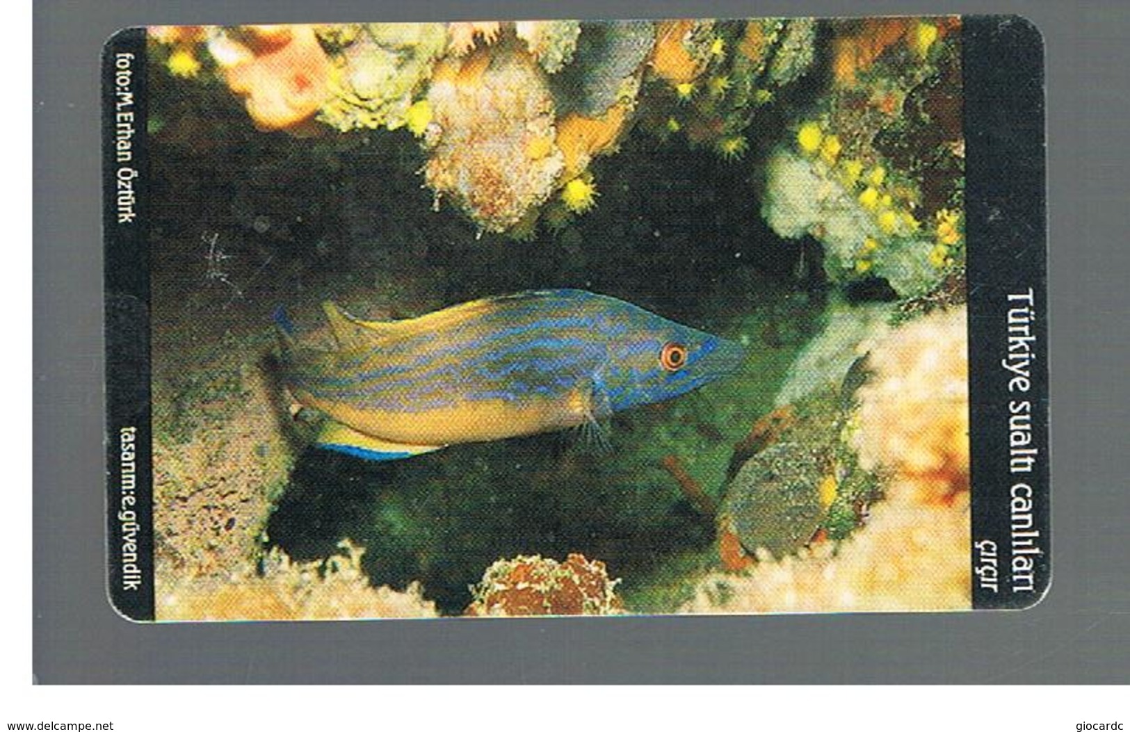 TURCHIA  (TURKEY)  -  2005 FISHES: PEACOCK WRASSE                                      - USED - RIF. 10778 - Pesci