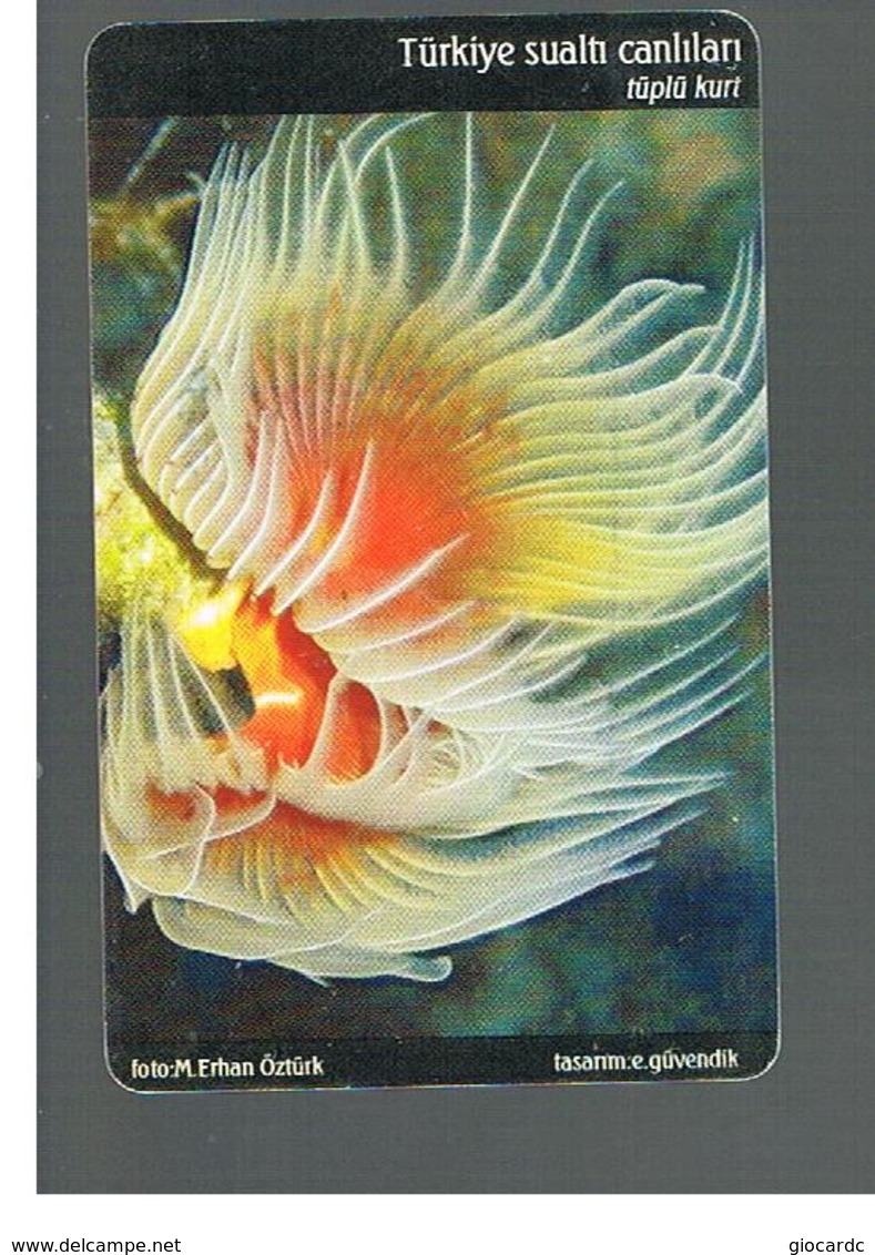 TURCHIA  (TURKEY)  -  2005 MARINE LIFE: BRISTLE WORM                                   - USED - RIF. 10779 - Peces