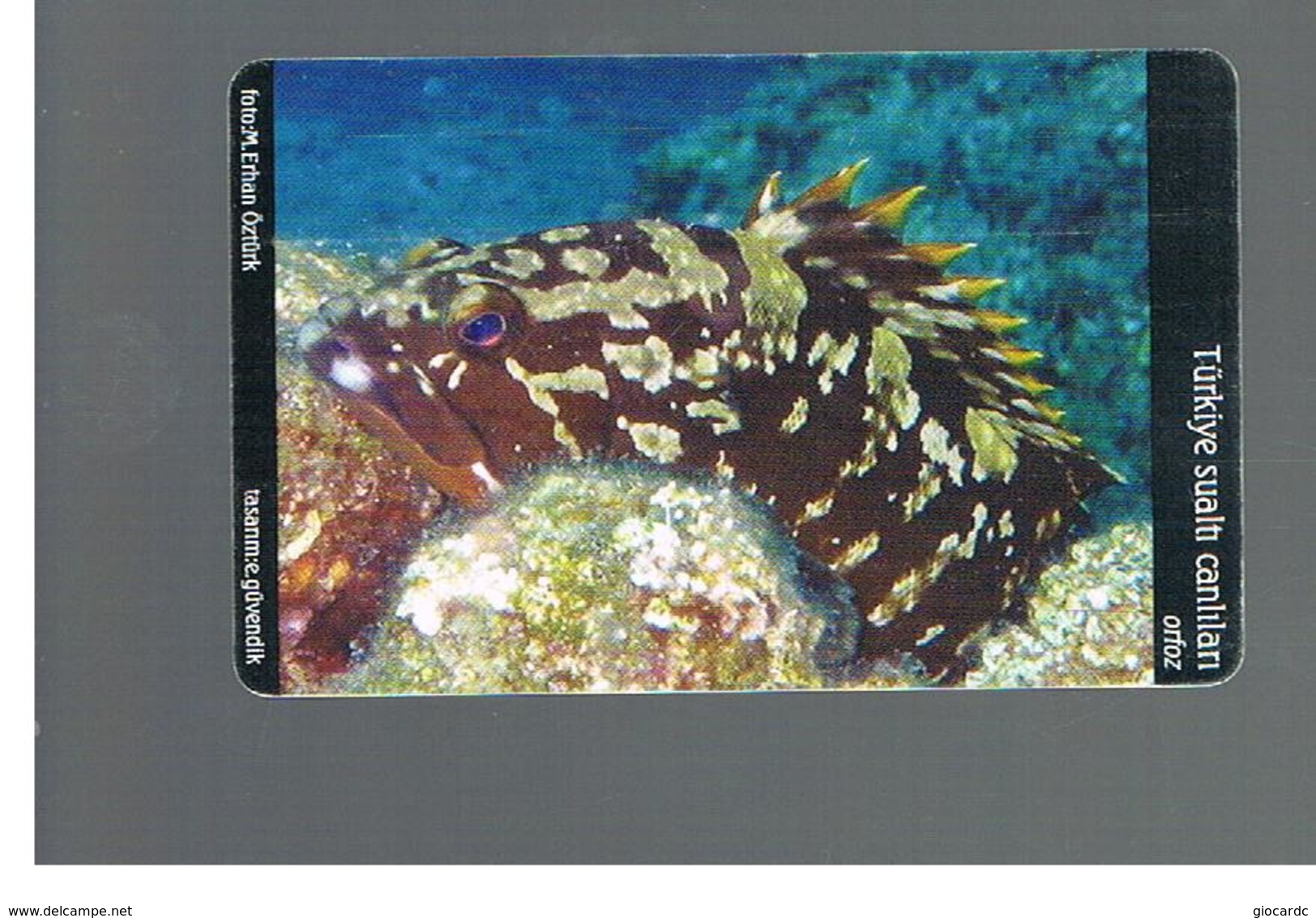 TURCHIA  (TURKEY)  -  2005  FISHES: GROUPIER                             - USED - RIF. 10779 - Pesci