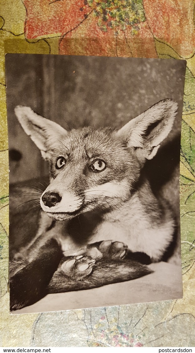 Prague - Praha Zoo. Little Fox . 1960s Vulpes Vulpes - Autres & Non Classés