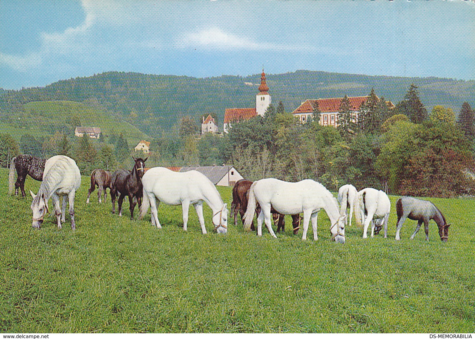 Piber Bei Koflach - Lipizzanergestut , Lipizzaner Horses - Köflach