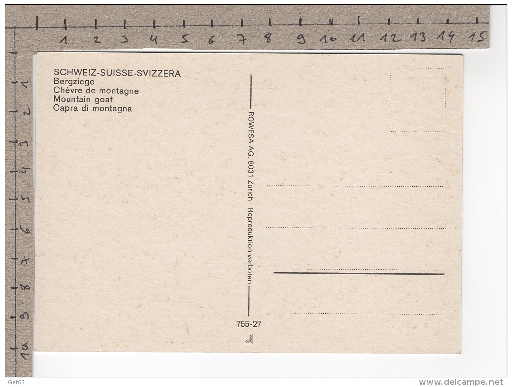Bergziege / Chèvre De Montagne / Mountain Goat / Capra Di Montagna - Autres & Non Classés