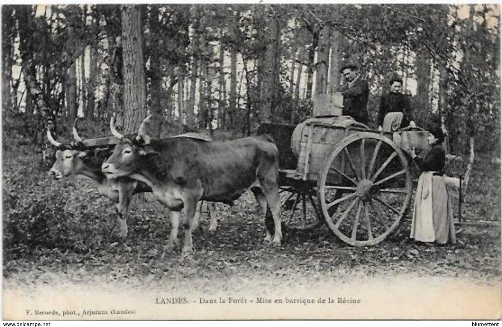 Cpa Région Pyrénées  Attelage Métier Non Circulé  Landes - Midi-Pyrénées