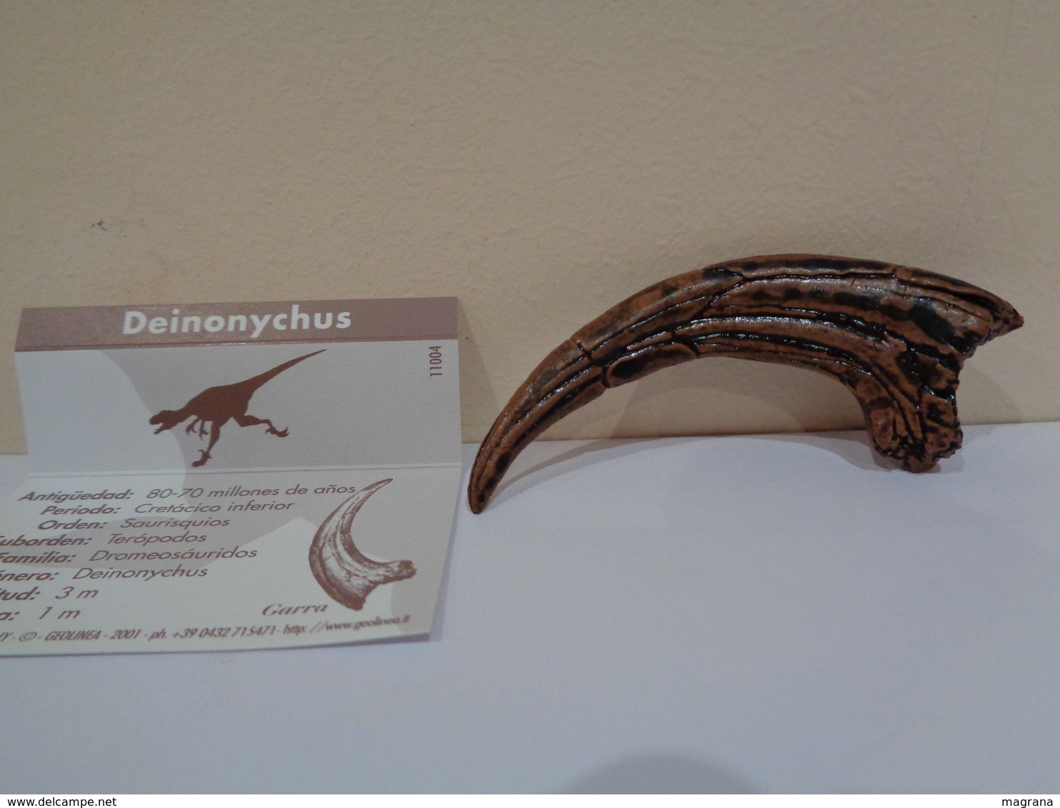 Colección de 27 replicas de garras y dientes fósiles de dinosaurios en 4 estuches. Marca Geofin-Italy.