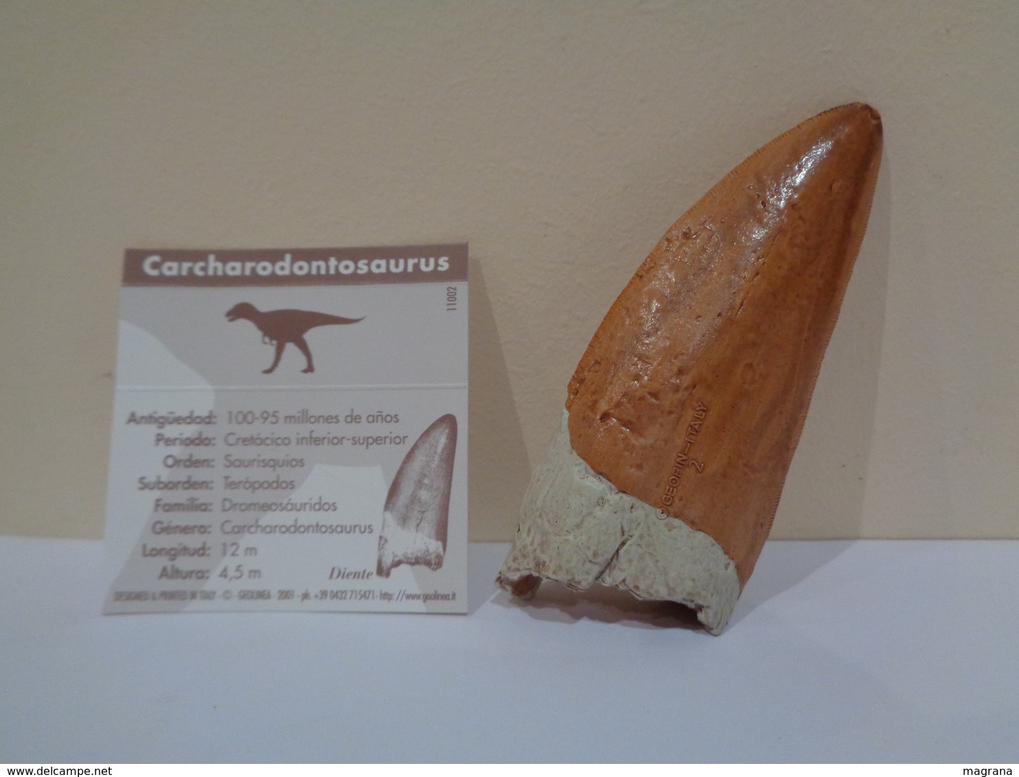 Colección de 27 replicas de garras y dientes fósiles de dinosaurios en 4 estuches. Marca Geofin-Italy.