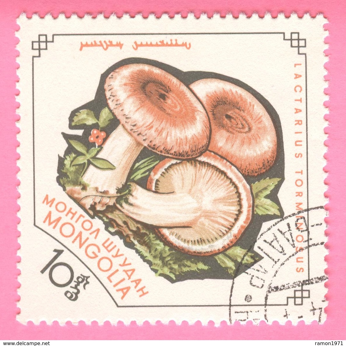 Mongolia - Flora - Mushrooms - Lactarius Torminosus - 10 - 1964 - Mongolia