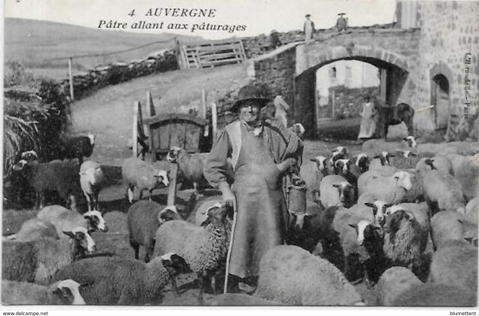 CPA Région Auvergne Métier Non Circulé Moutons Berger - Auvergne