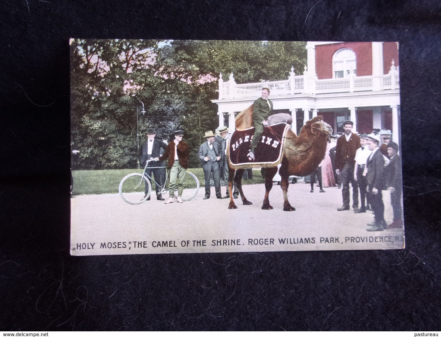 Etats - Unis .Rhode Island . Providence Roger Williams Park .The Camel Of The Shrine .Voir 2 Scans . - Providence