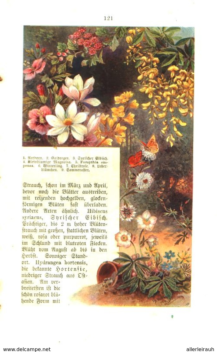Der Ziergarten Am Hause/ Artikel, Entnommen Aus Kalender / 1907 - Packages