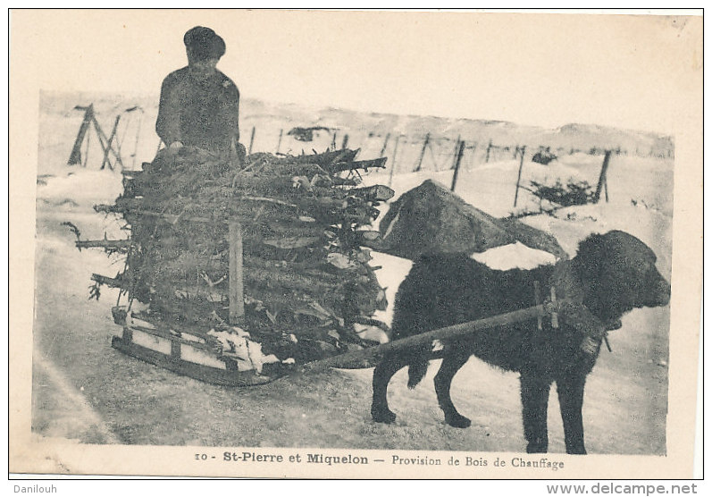 SAINT PIERRE ET MIQUELON // Provision De Bois De Chauffage  10  / ATTELAGE DE CHIEN - Saint-Pierre-et-Miquelon