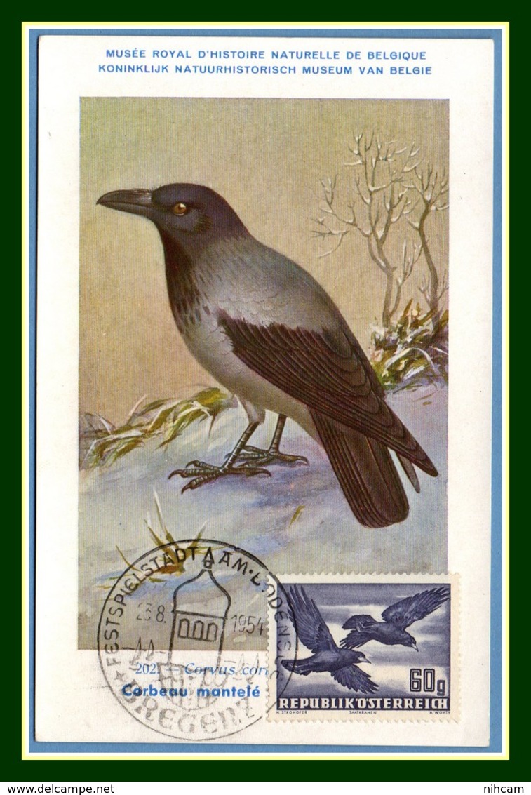 Autriche Maximum Yv. N° PA 54 Corbeau 1950 1953 Oiseau Bird Vogel - Cartoline Maximum