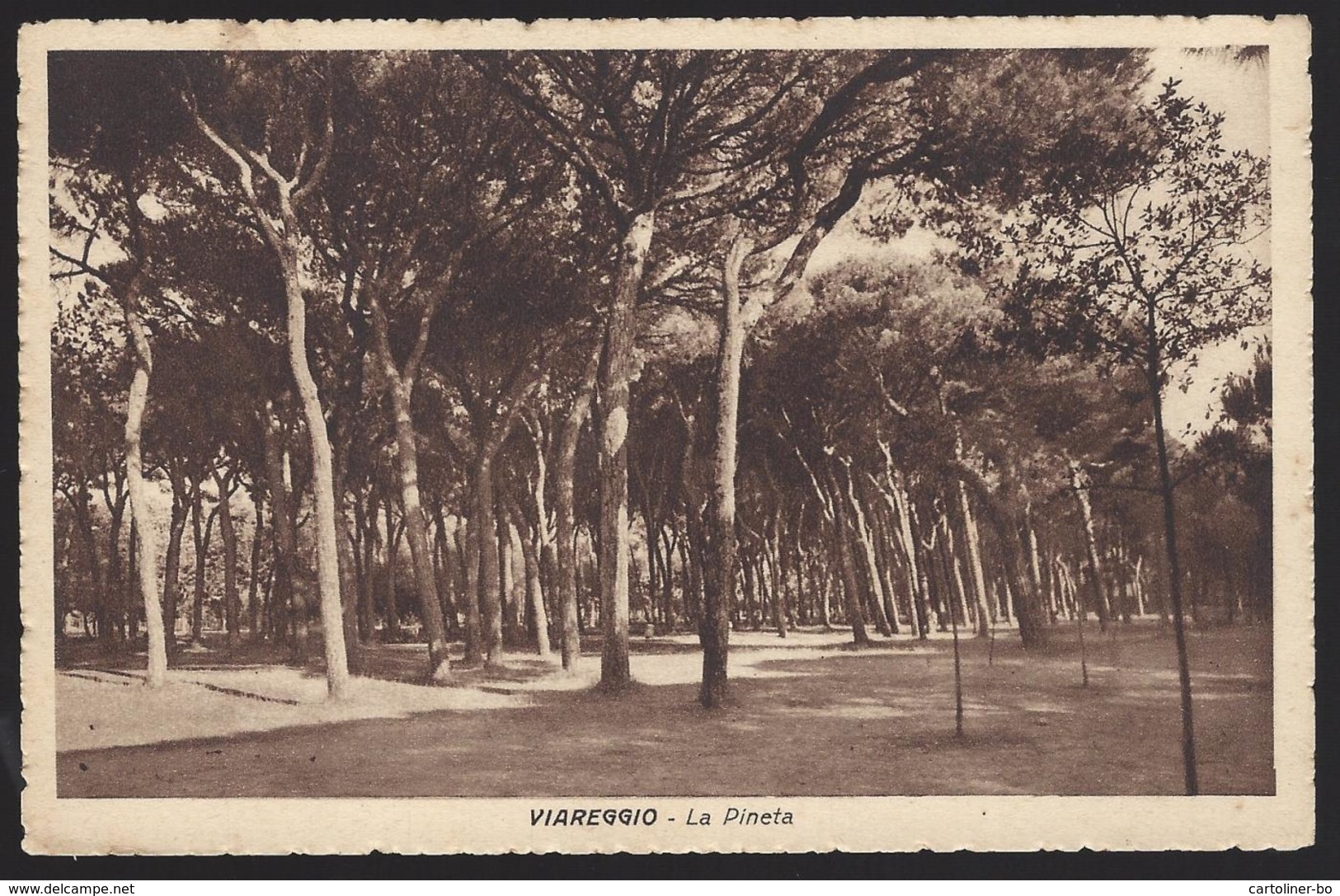 Viareggio (Lucca) - La Pineta - 1943 Non Viaggiata FP - Viareggio