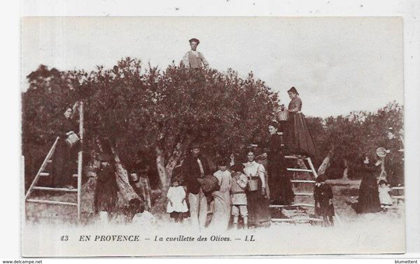 CPA Provence Métier Non Circulé Olives - Provence-Alpes-Côte D'Azur