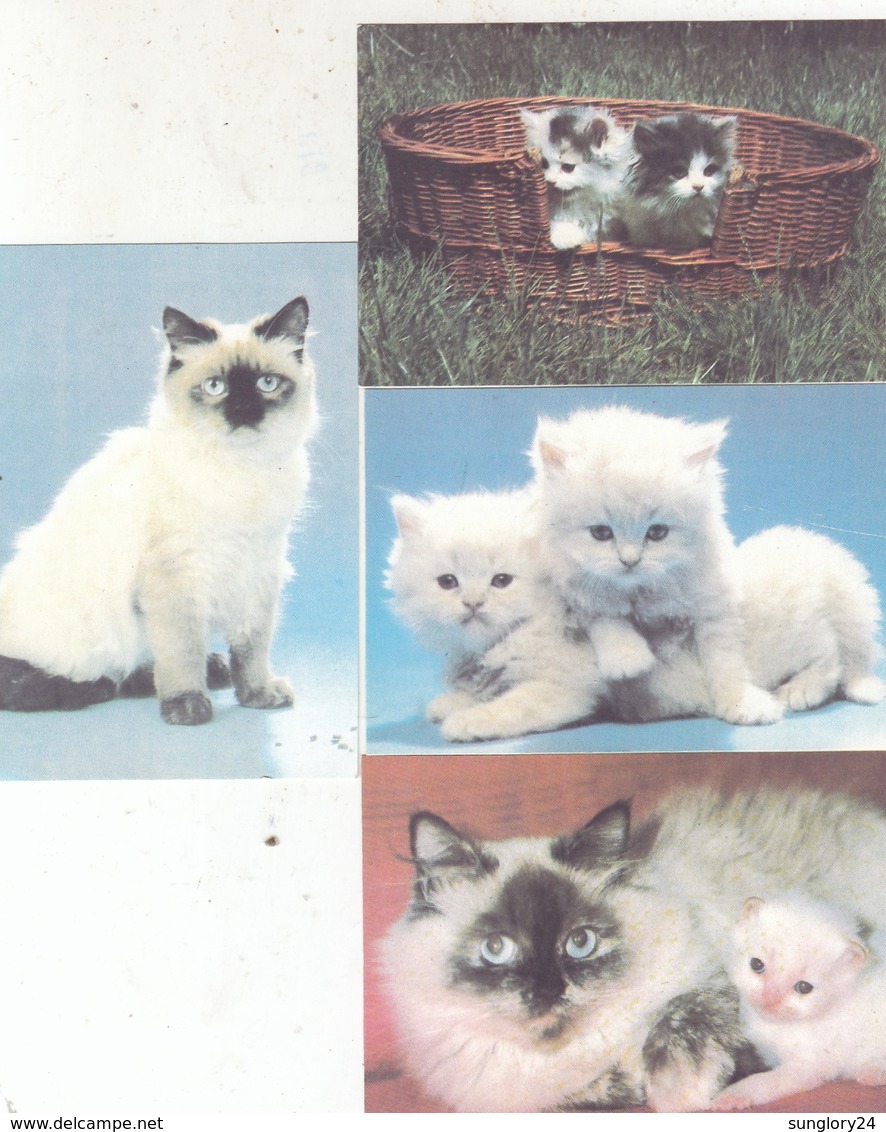 CALENDARIC. 1992 THE PERFECT CATS. RUSSIA. 4 PIECES *** - Formato Piccolo : 1991-00