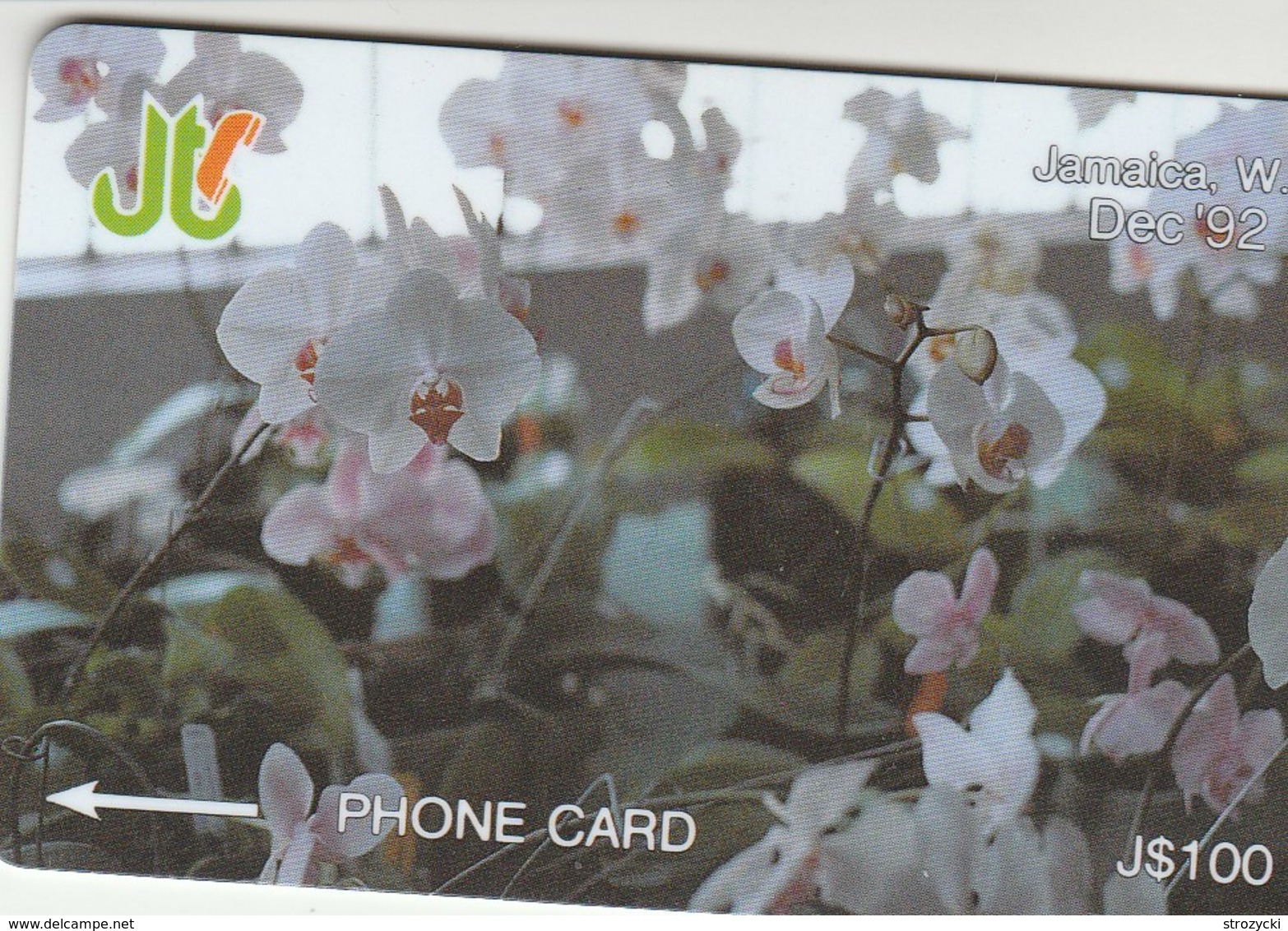 Jamaica - White Orchids - 11JAMD - Jamaica