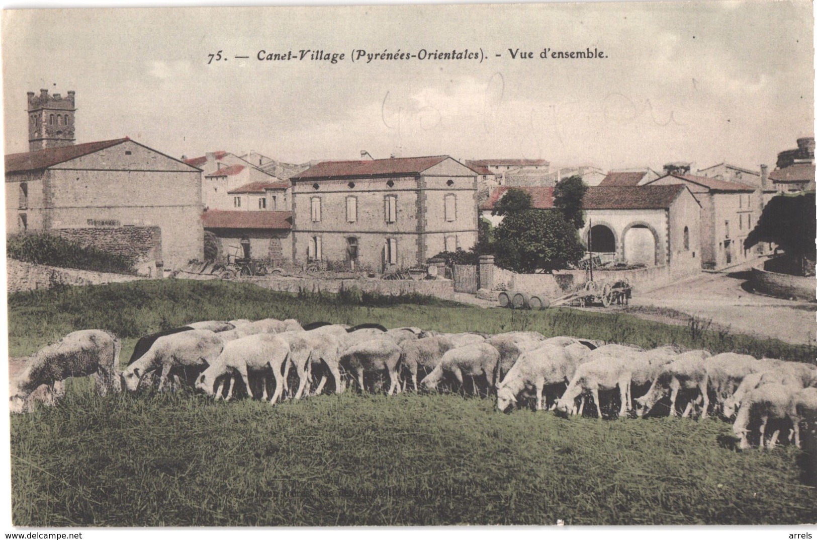 FR66 CANET - Brun 75 - Colorisée - Vue D'ensemble - Troupeau De Moutons - Animée - Belle - Canet Plage