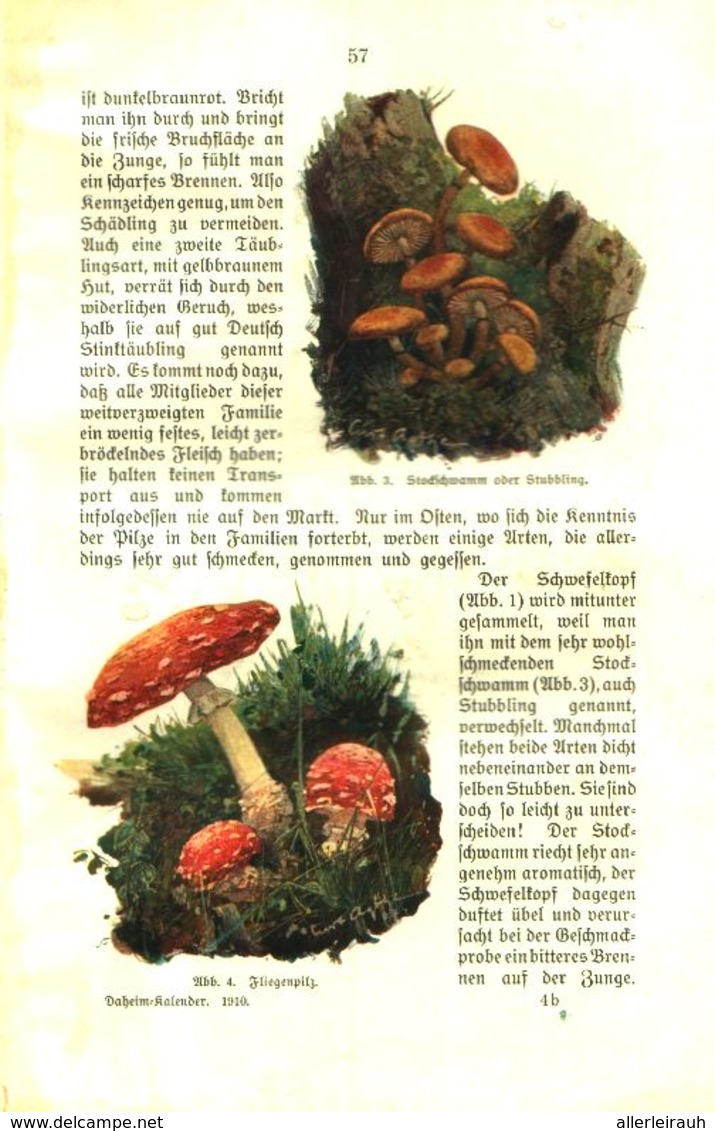 Ein Männlein Steht Im Walde...(Karl Wiedemann Ueber Pilze) / Plauderei, Entnommen Aus Kalender / 1910 - Empaques