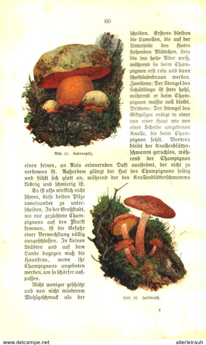 Ein Männlein Steht Im Walde...(Karl Wiedemann Ueber Pilze) / Plauderei, Entnommen Aus Kalender / 1910 - Paketten