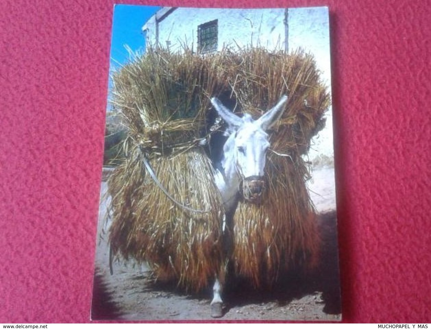 PRECIOSA POSTAL POSTCARD POST CARD BORRICO CARGADO DE TRIGO BURRO BURRITO DONKEY WHEAT VER FOTO/S - Burros