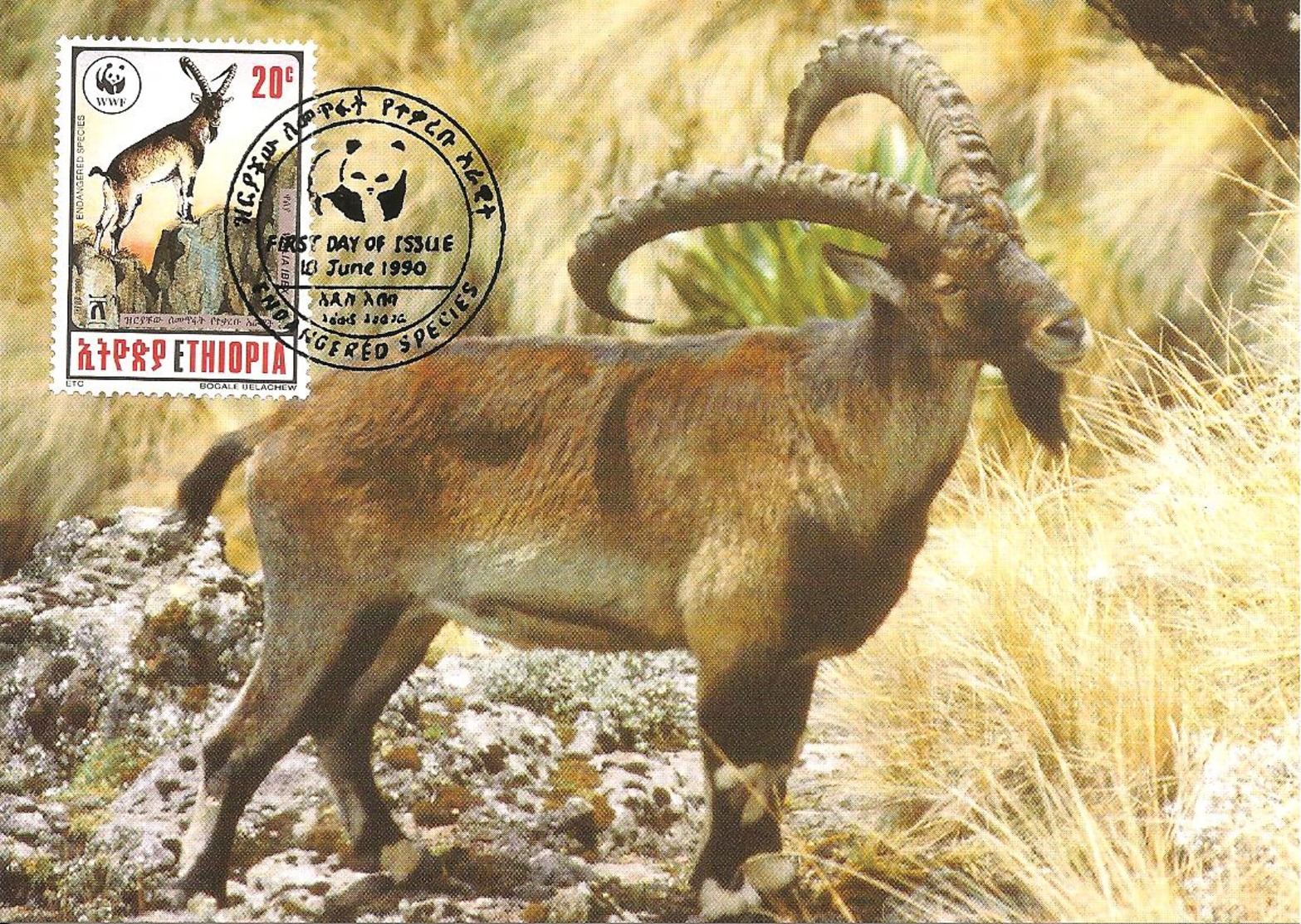 1990 - ETHIOPIA  -  Walia Ibex  - Bouquetin D'Abyssinie - Ethiopia