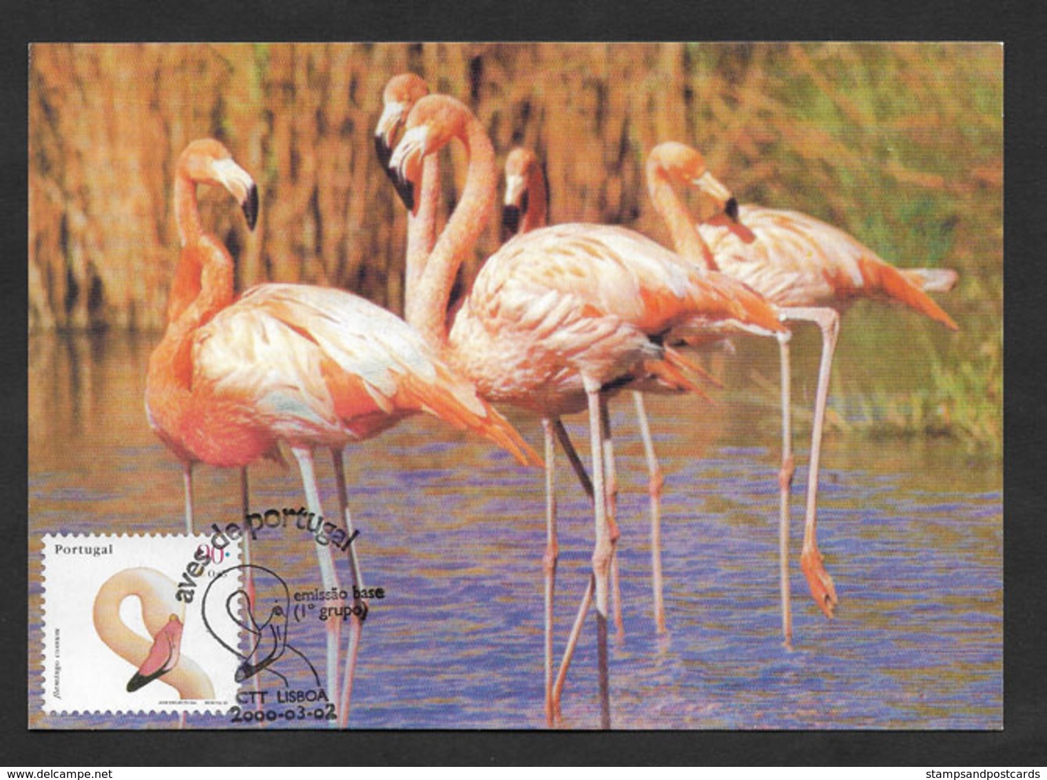 Portugal Oiseau Flammant Rose Carte Maximum 2000 Flamingo Bird Maxicard - Flamingo