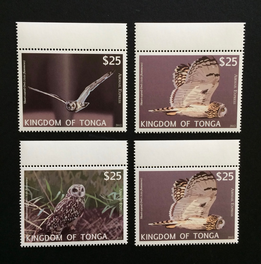 Tonga 2012; Fauna Birds Owls; MNH Set; Huge Value!! - Tonga (1970-...)