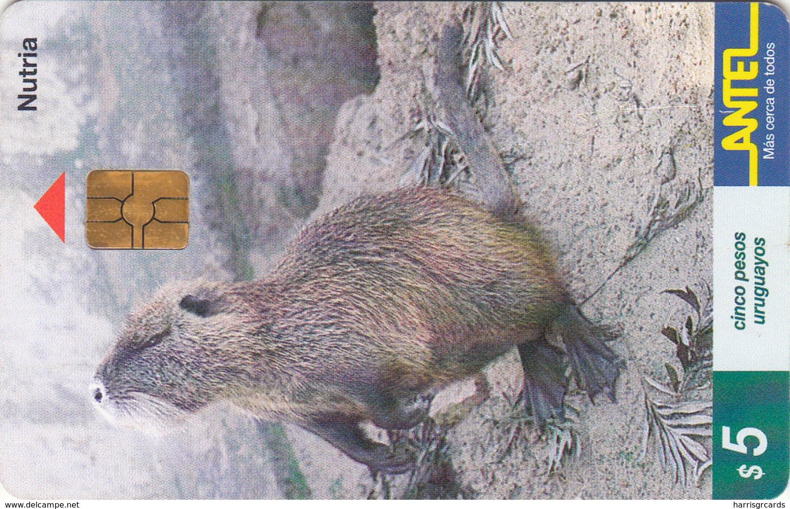 URUGUAY - Nutria (Animal), TC 93a, 5 $ , Tirage 200.000, Used - Uruguay