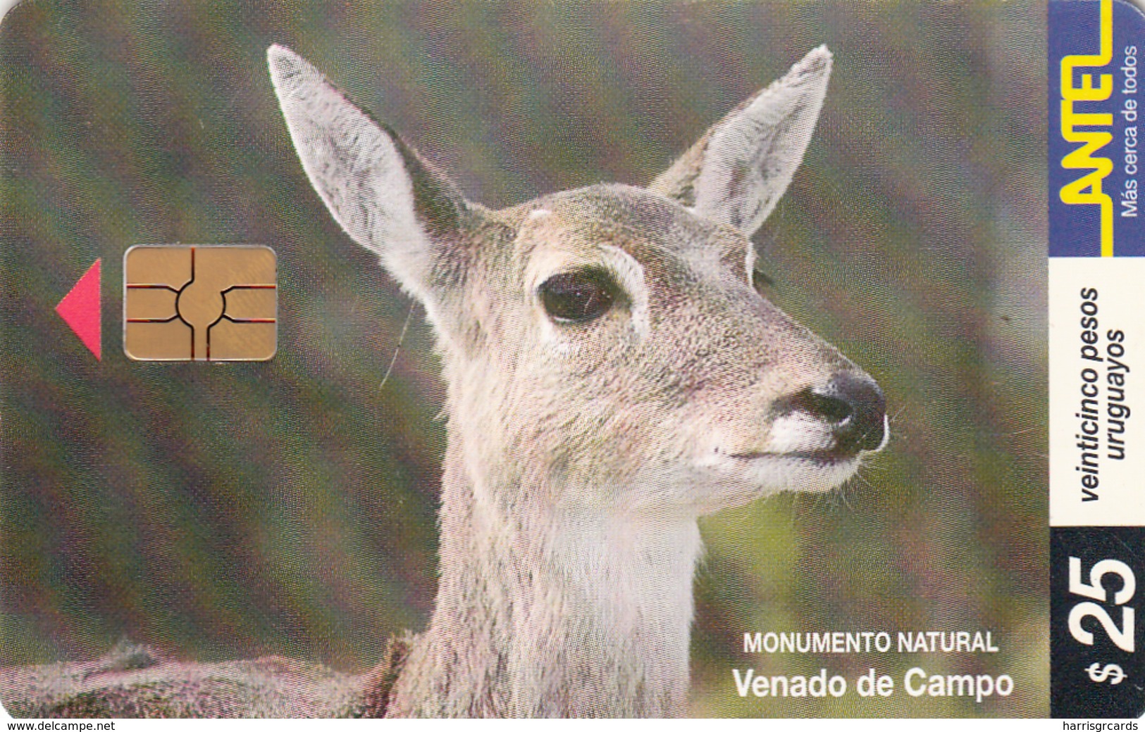 URUGUAY - Venado De Campo (Animal), TC 94a, 25 $ , Tirage 200.000, Used - Uruguay
