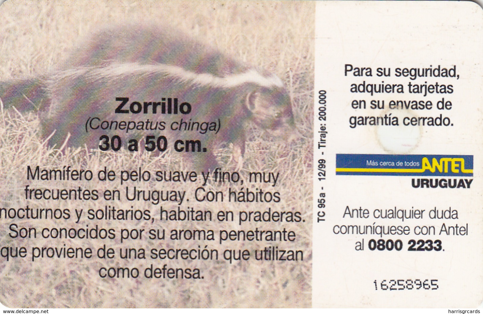 URUGUAY - Zorrillo (Animal), TC 95a, 25 $ , Tirage 200.000, Used - Uruguay