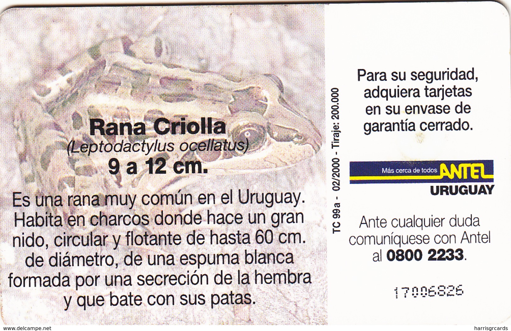 URUGUAY - Rana Criolla (Animal Frog), TC 99a, 5 $ , Tirage 200.000, Used - Uruguay