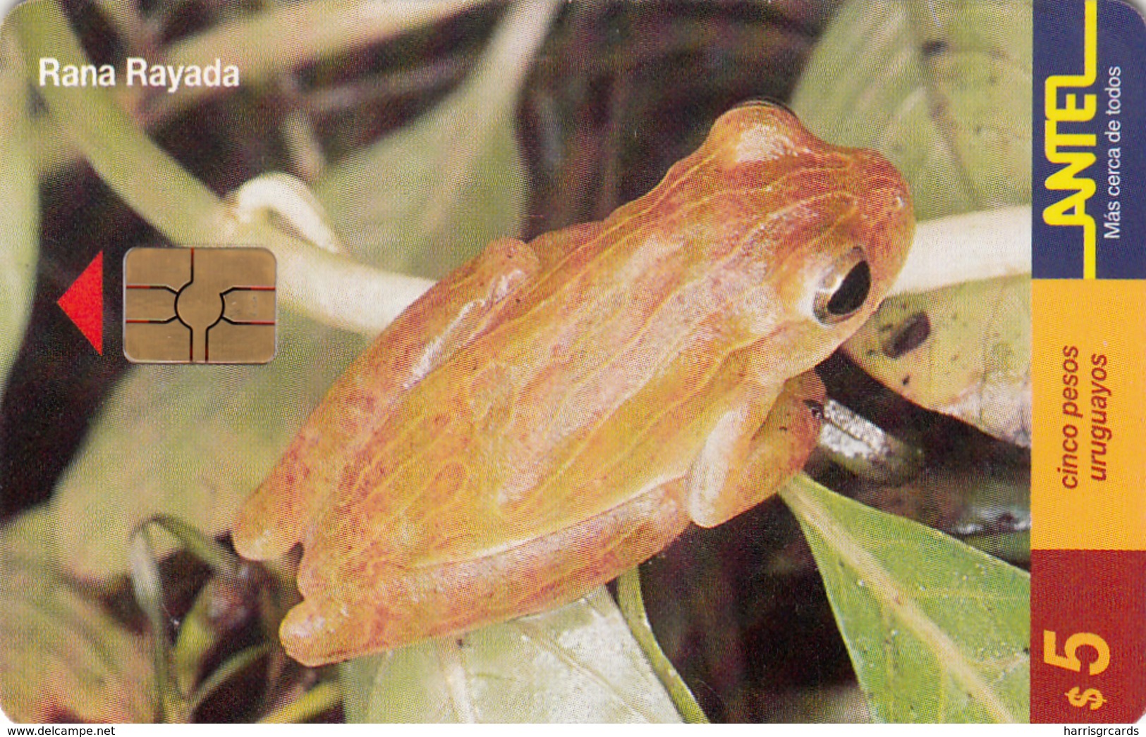 URUGUAY - Rana Rayada (Animal Frog), TC 100a, 5 $ , Tirage 200.000, Used - Uruguay