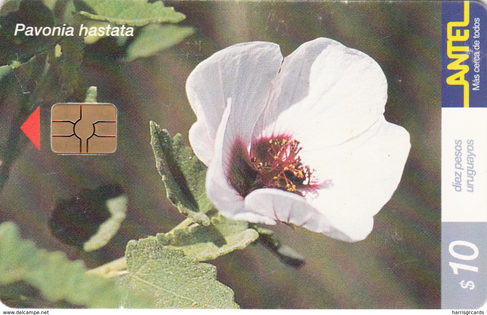 URUGUAY - Pavonia Hastata Flower, TC 163a, 10 $ , Tirage 200.000, Used - Uruguay