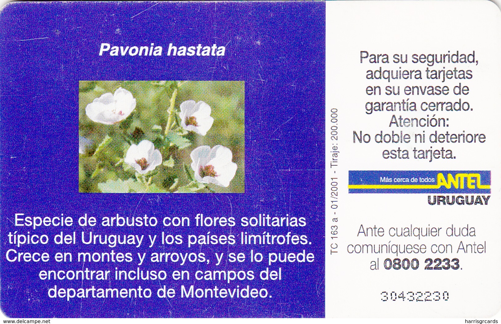 URUGUAY - Pavonia Hastata Flower, TC 163a, 10 $ , Tirage 200.000, Used - Uruguay