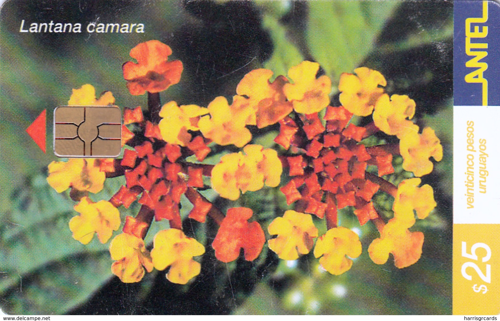 URUGUAY - Lantana Flower, TC 211a, 25 $ , Tirage 200.000, Used - Uruguay