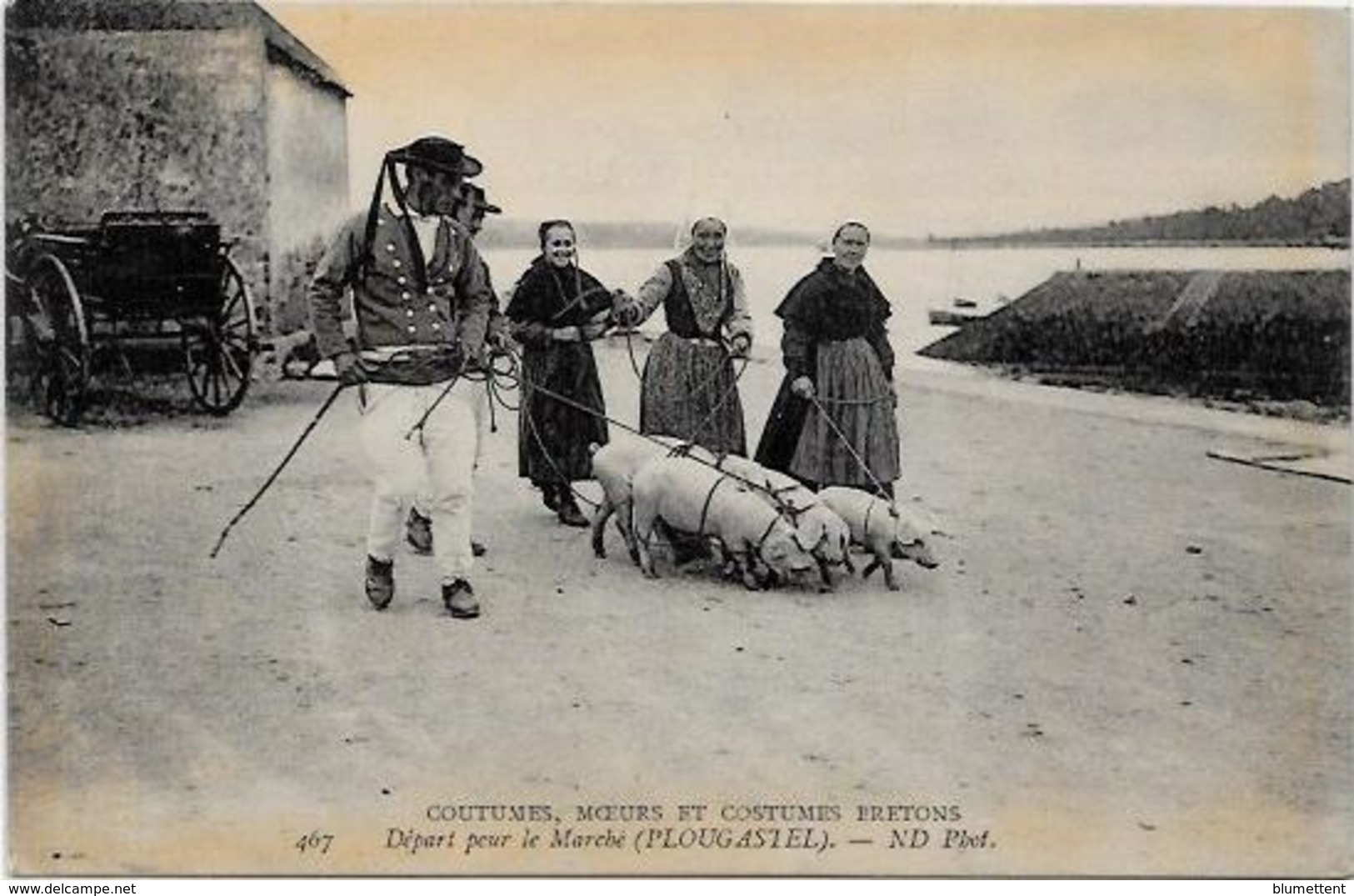 CPA Bretagne CMCB 467 Cochon Pig Marché Plougastel Non Circulé - Bretagne