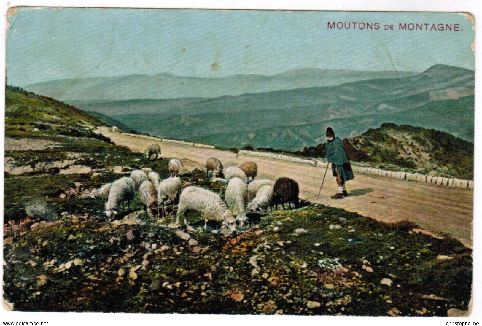 CPA Moutons De Montagne, Sheep, Schapen (pk44360) - Elevage