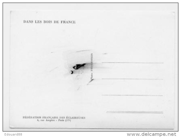 BOULEAU SERIE DANS LES BOIS DE FRANCE FEDERATIONFRANCAISE DES ECLAIREUSES - Alberi